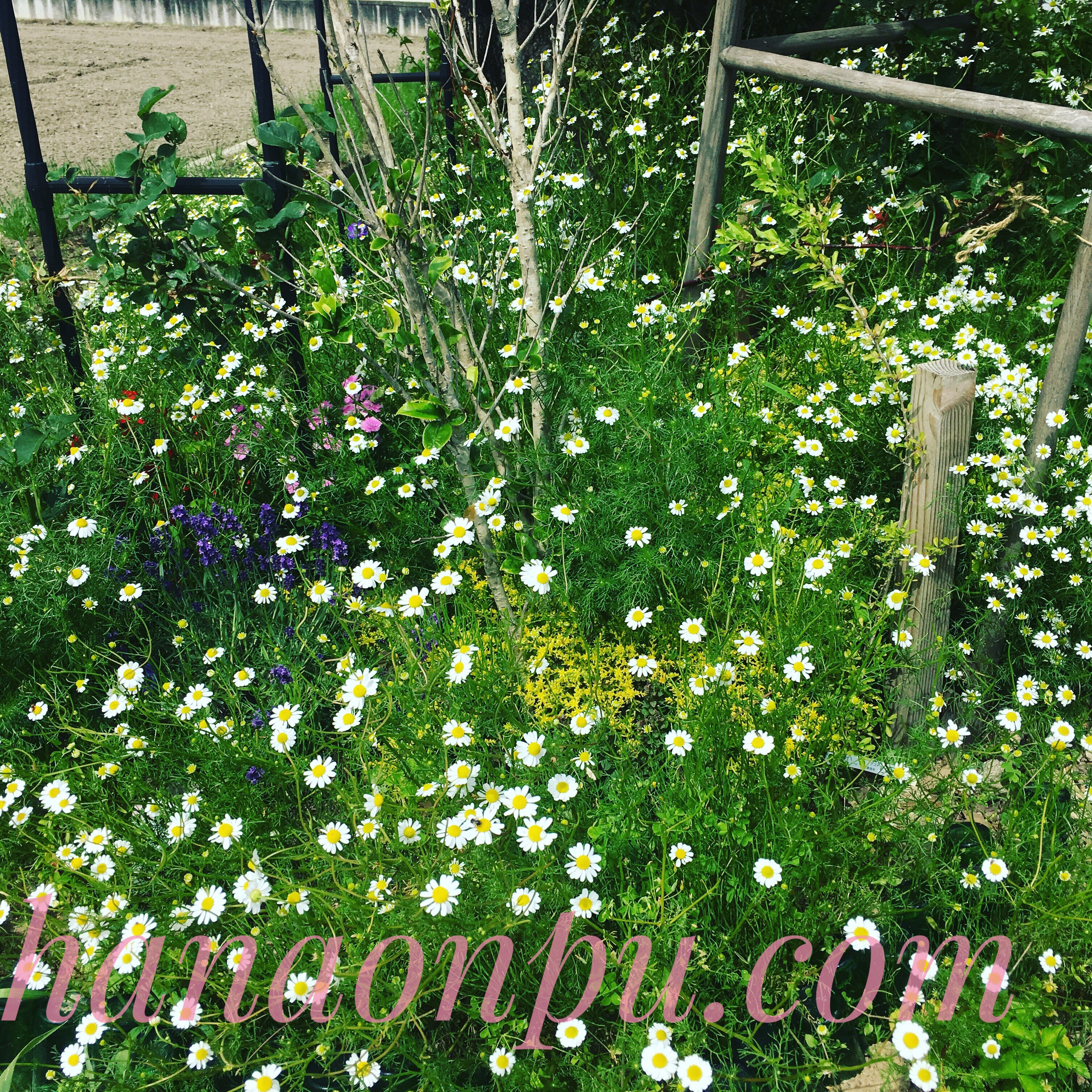 ローズマリーの生垣 防風林 防風林に仕えるハーブ 防風林にローズマリー ローズマリーの小道 カイロ 薬膳 和ごころ花音符